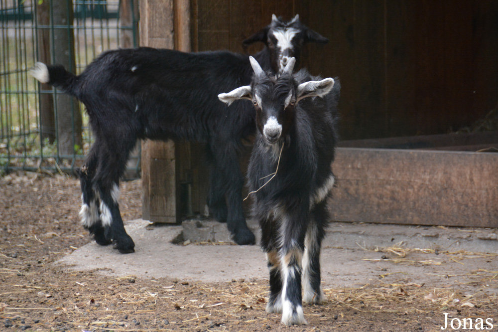 Chèvre des Pyrénées