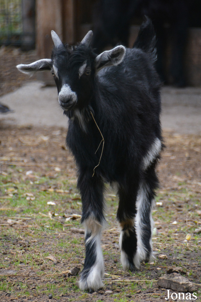 Chèvre des Pyrénées