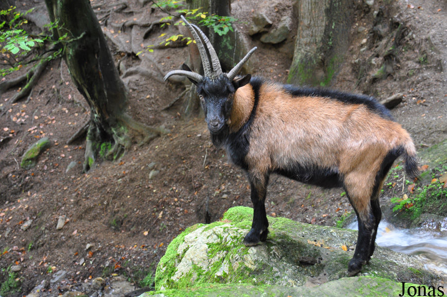 Chèvre à quatre cornes