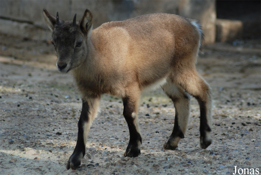 Capra caucasica