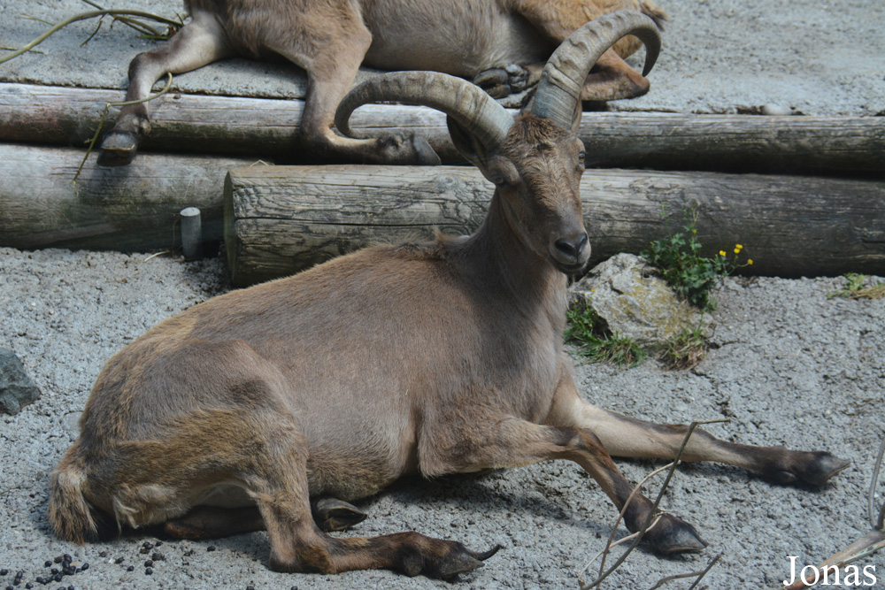 Capra cylindricornis