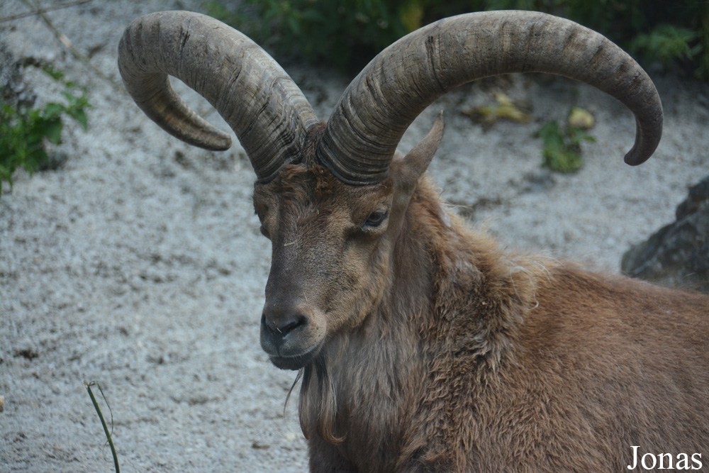 Capra cylindricornis