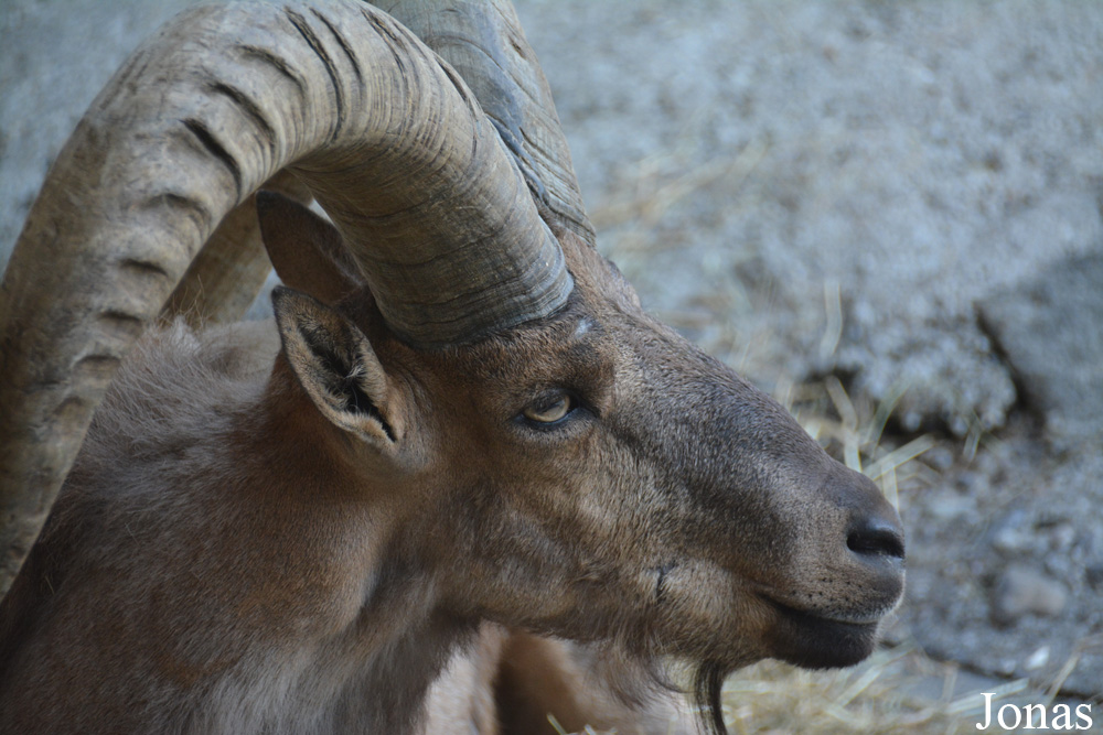 Capra cylindricornis