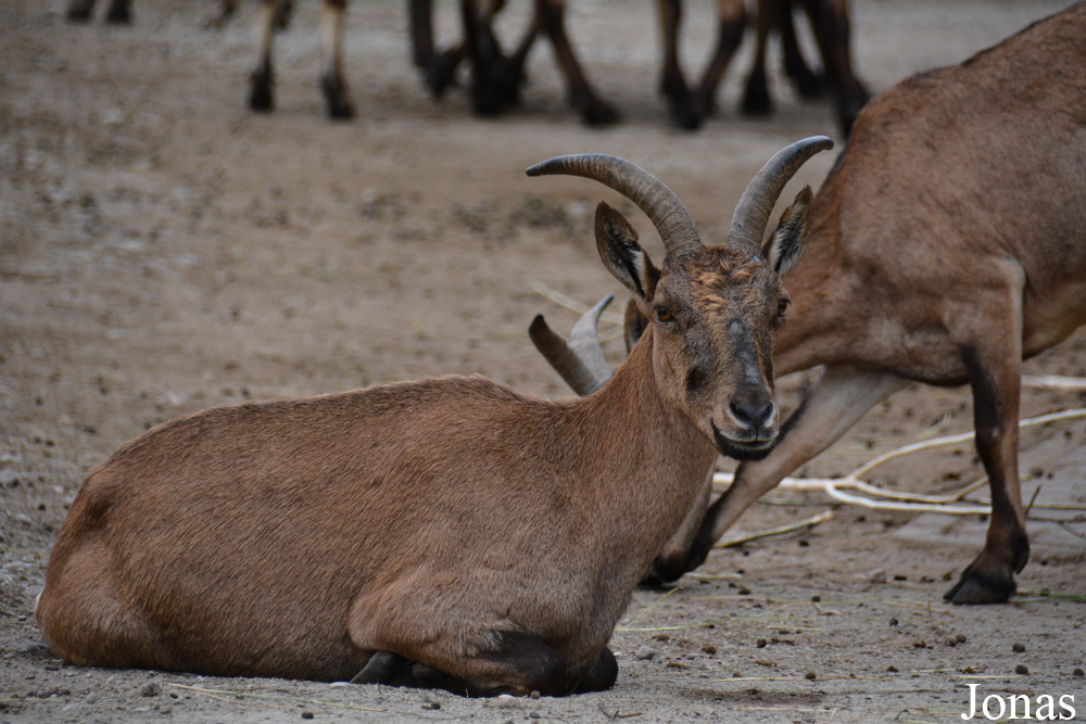 Capra cylindricornis