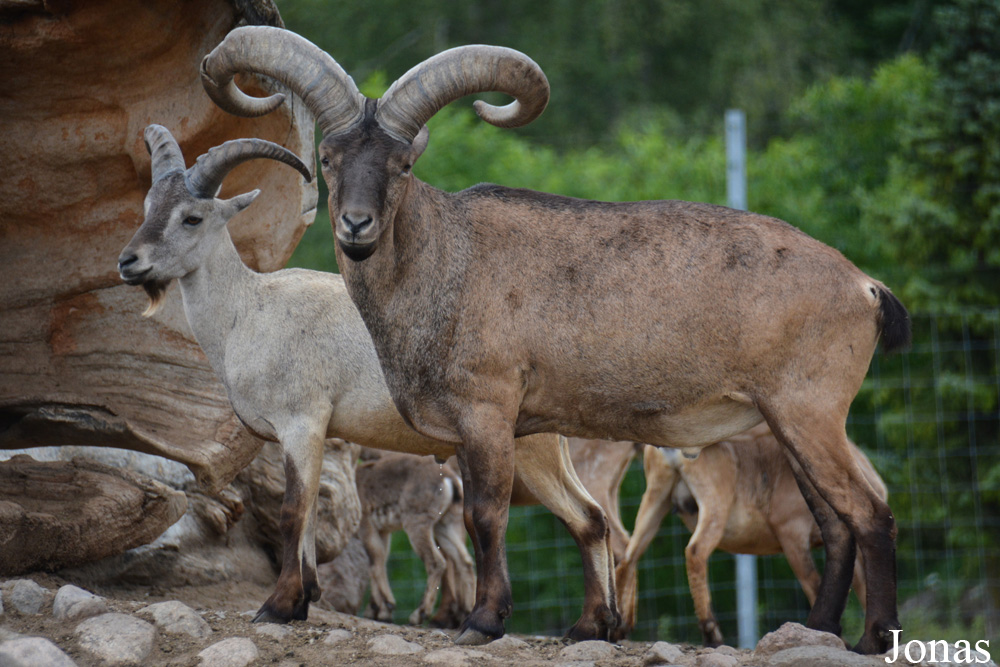 Capra cylindricornis