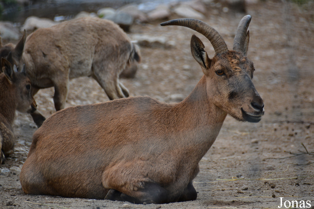 Capra cylindricornis