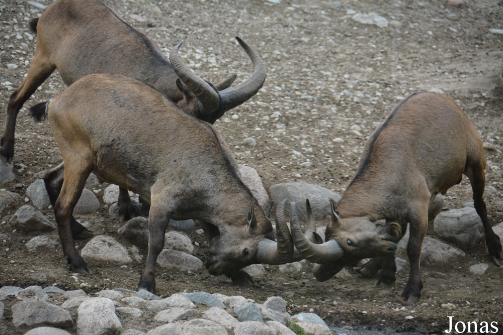 Capra cylindricornis