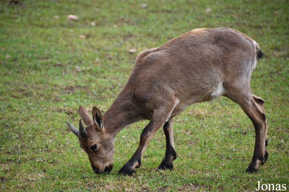 Trakėnų ZooParkas