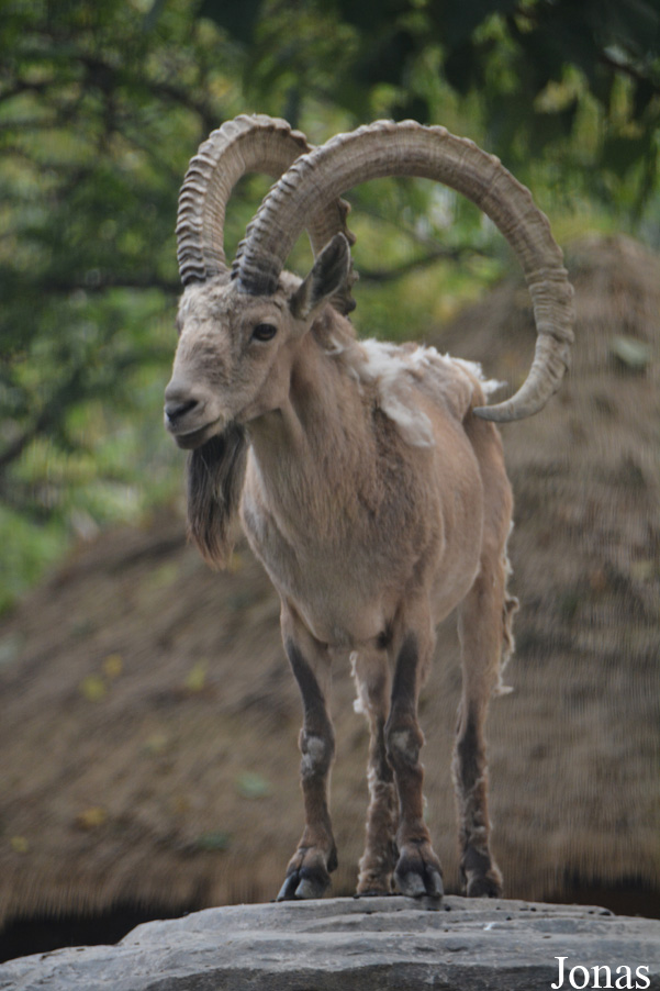 Capra sibirica