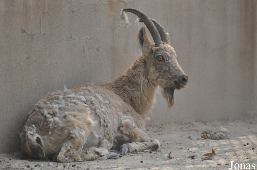 Capra sibirica
