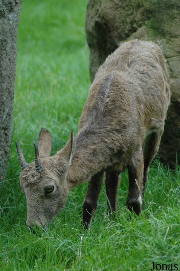 Capra sibirica