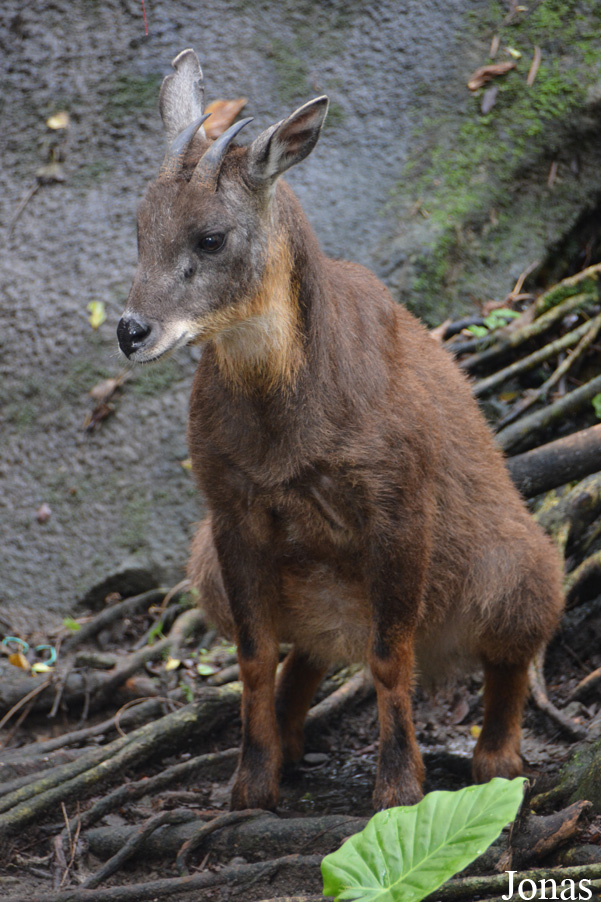 Capricornis swinhoei