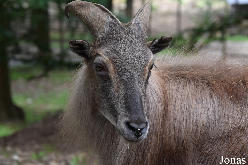 Hemitragus jemlahicus