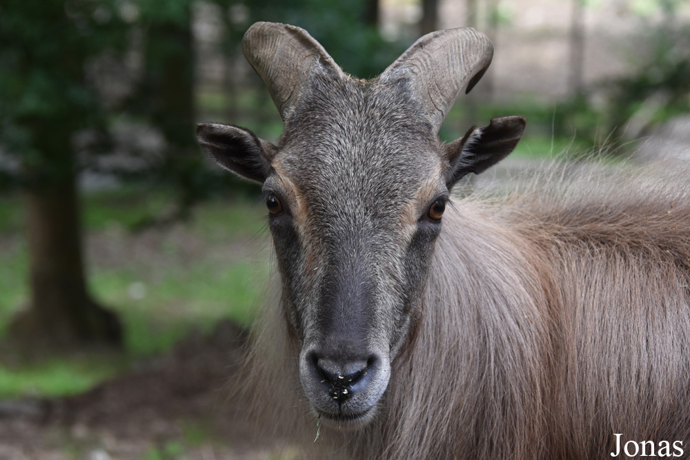 Hemitragus jemlahicus