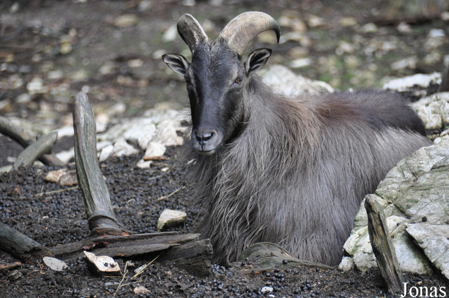 Hemitragus jemlahicus
