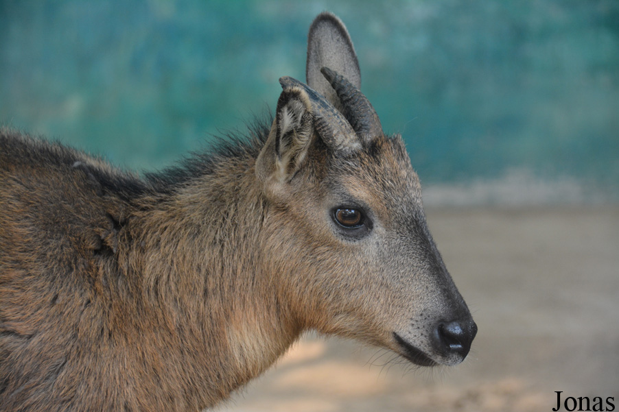 Naemorhedus baileyi
