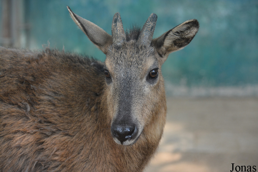 Naemorhedus baileyi
