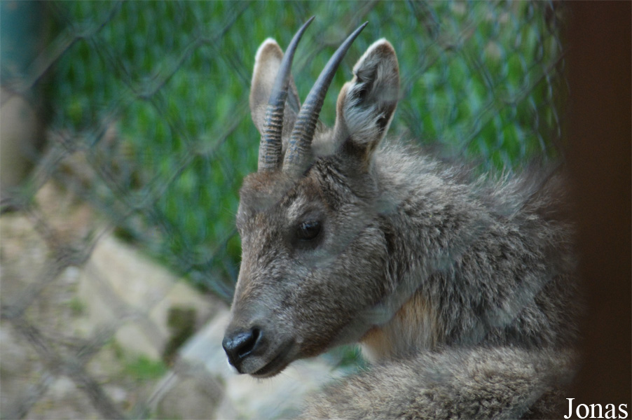 Naemorhedus griseus