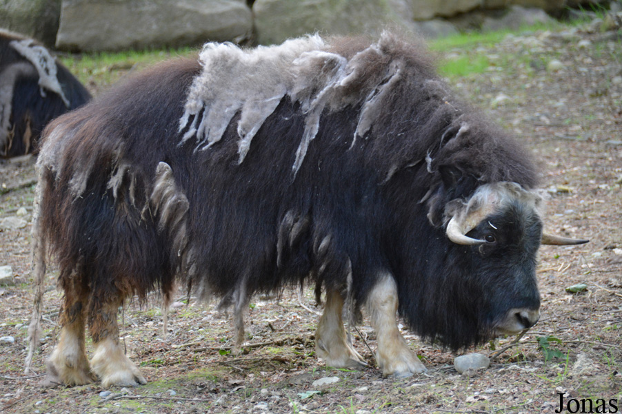 Ovibos moschatus wardi