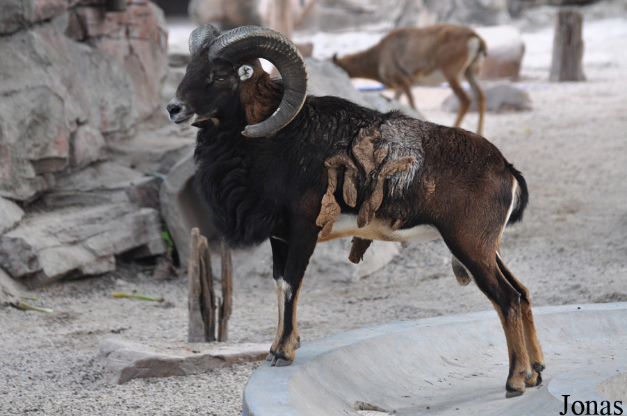 Mouflon méditerranéen