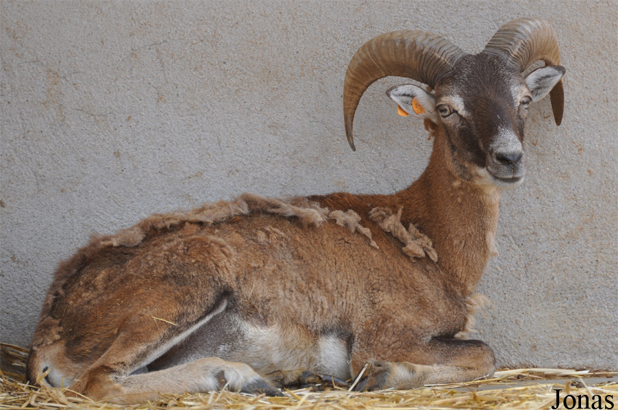Mouflon méditerranéen