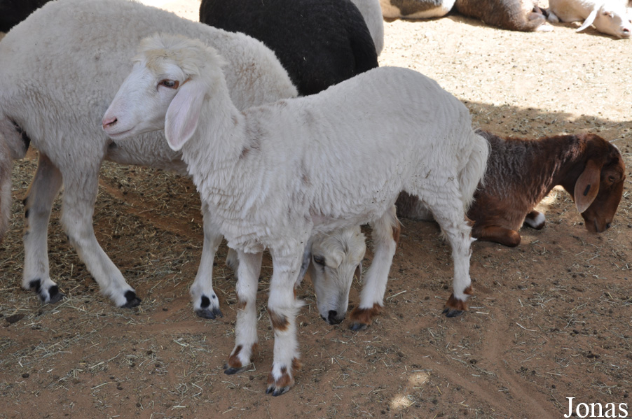Mouton Awassi