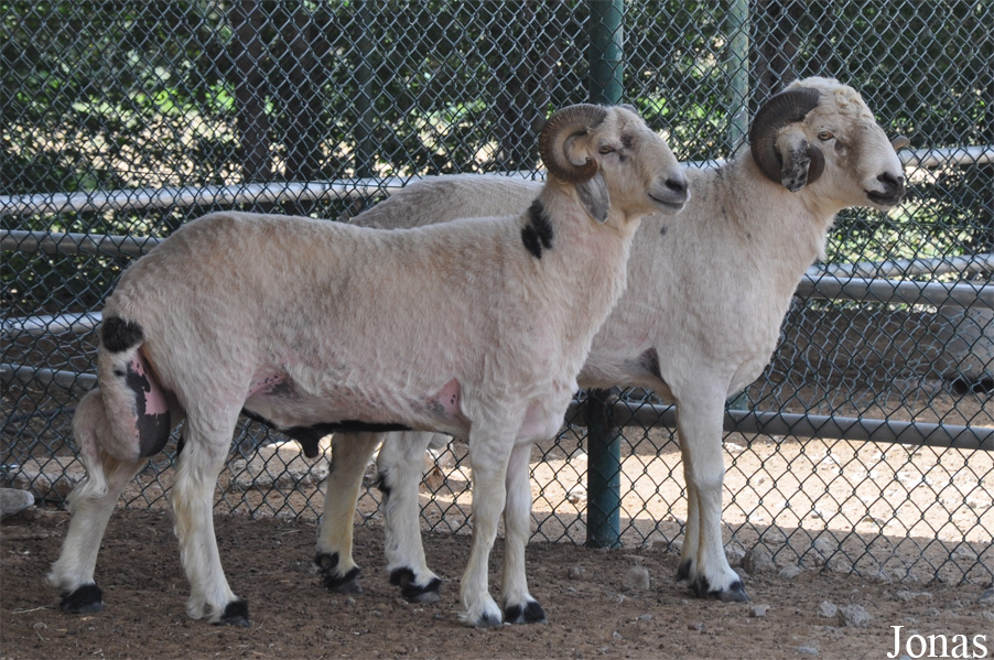 Mouton Awassi