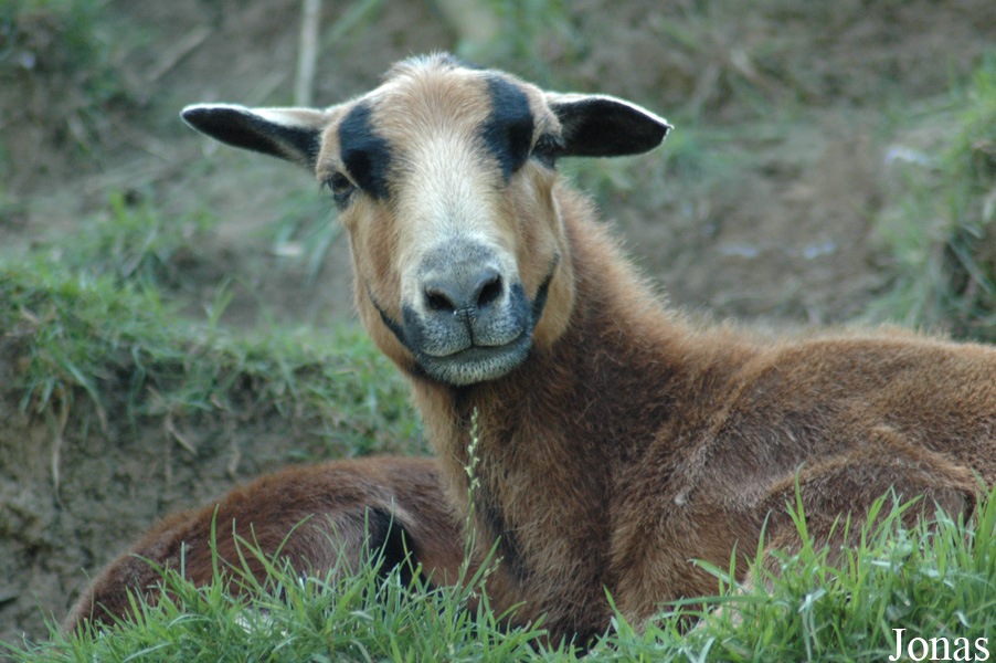 Mouton du Cameroun
