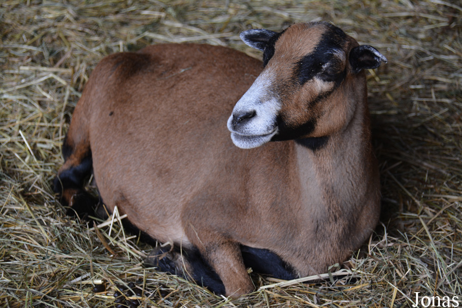 Mouton du Cameroun