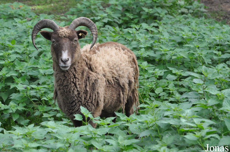 Mouton Castlemilk Moorit