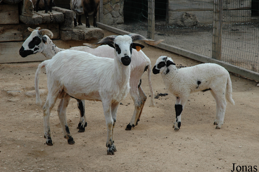 Mouton Churra Algarvia