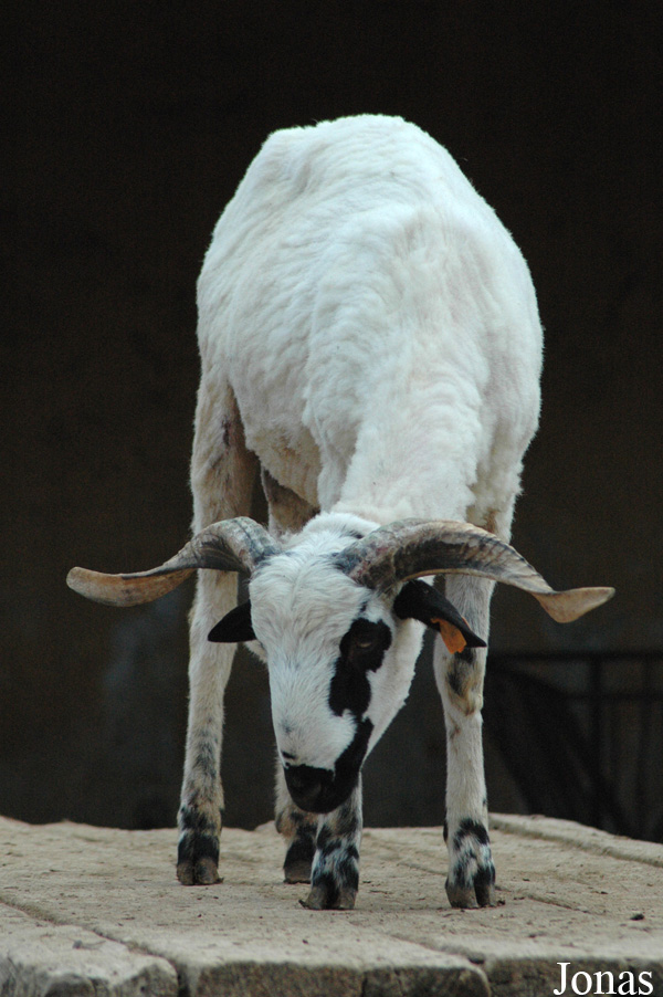 Mouton Churra Algarvia
