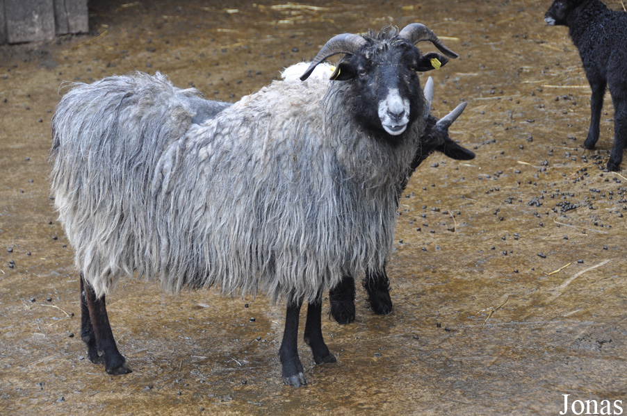 Mouton Graue Gehörnte Heidschnucke