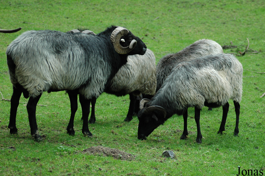 Mouton Graue Gehörnte Heidschnucke