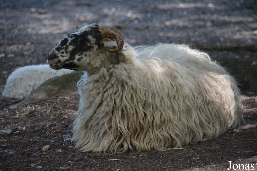 Mouton Landais
