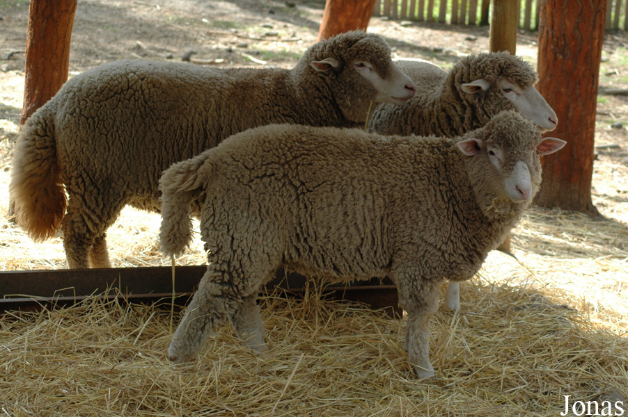 Mouton Merino Branco
