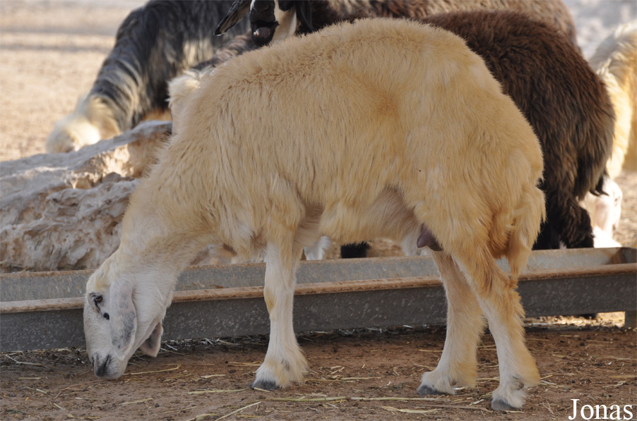 Mouton Nejdi