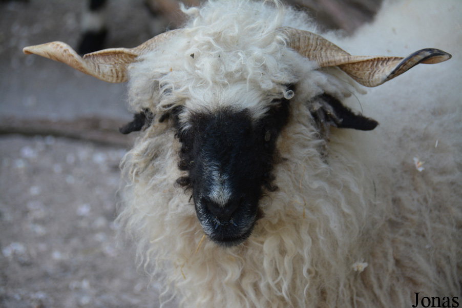 Mouton Nez Noir du Valais