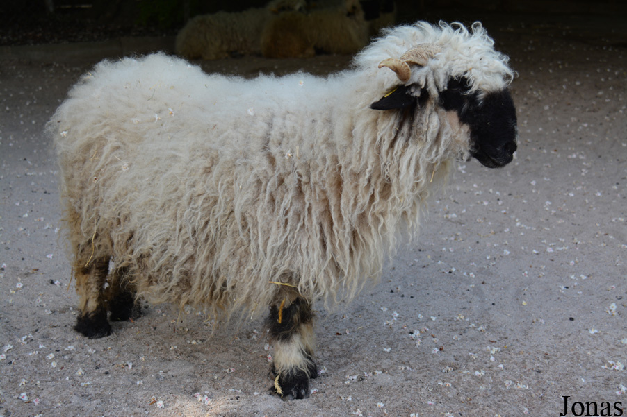 Mouton Nez Noir du Valais