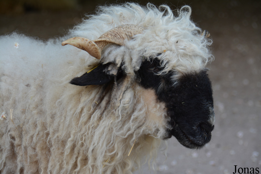 Mouton Nez Noir du Valais