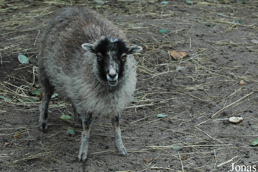 Mouton d'Ouessant