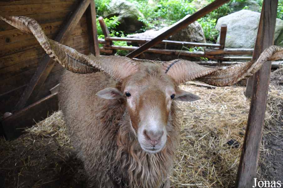 Mouton de Valachie