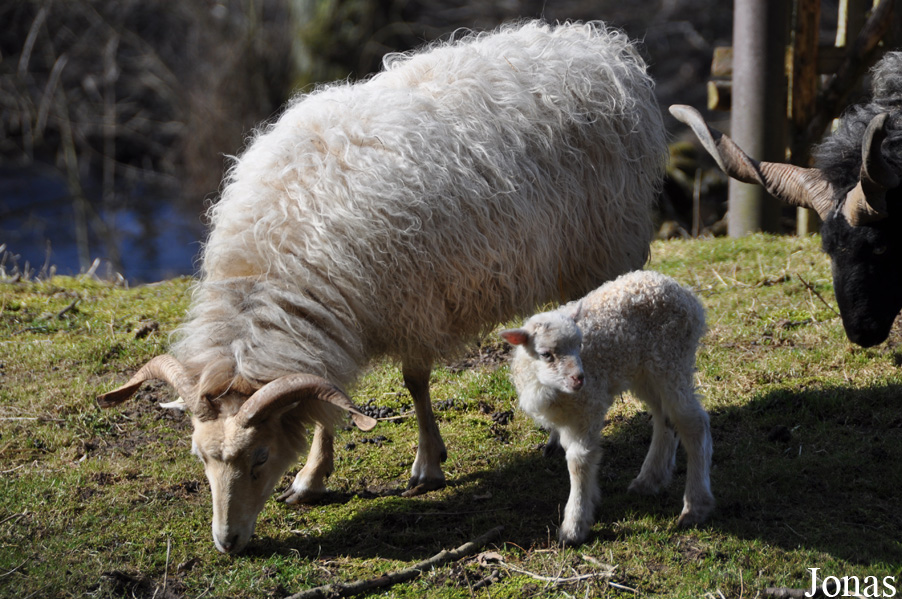 Mouton de Valachie