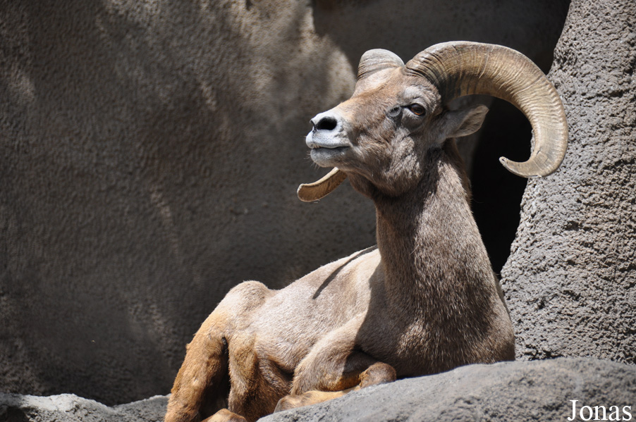Ovis canadensis nelsoni
