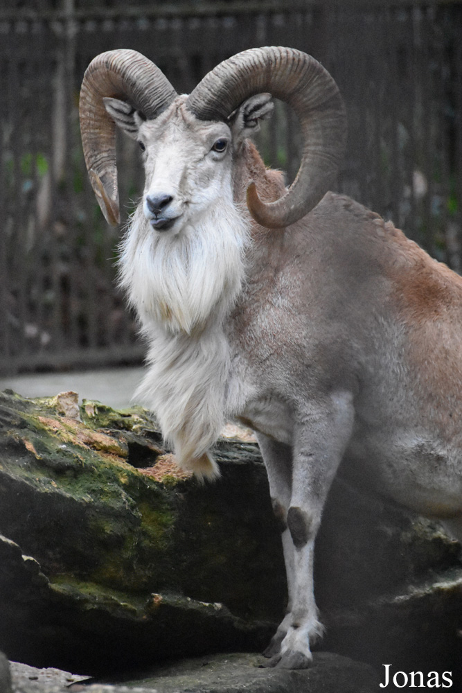 Ovis cycloceros arkal