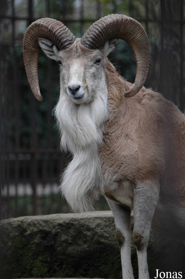 Ovis cycloceros arkal