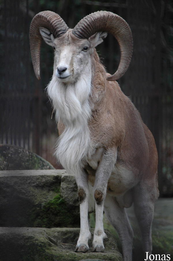 Ovis cycloceros arkal