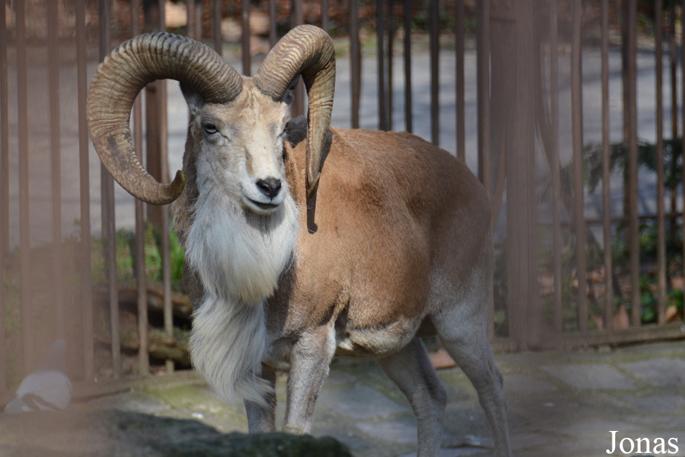 Ovis cycloceros arkal