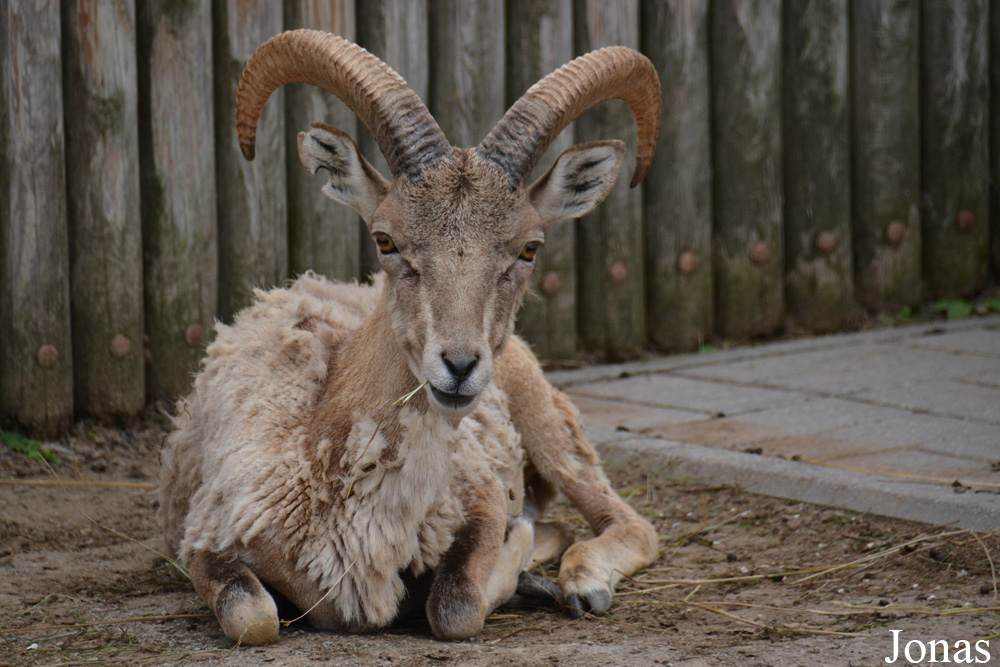Ovis cycloceros arkal