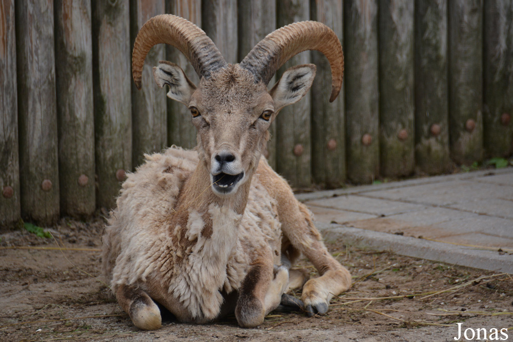 Ovis cycloceros arkal